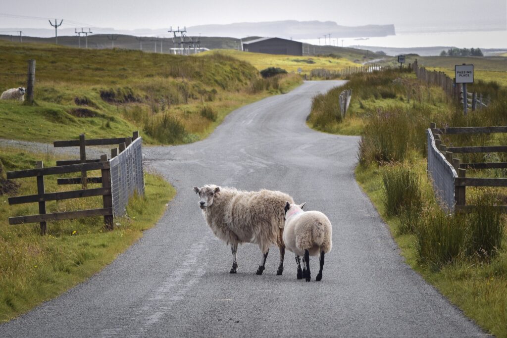 Sheep on a country road road